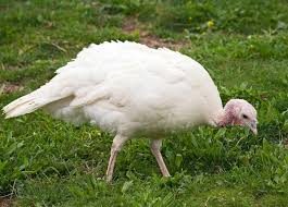 Turkey Preorder Deposit