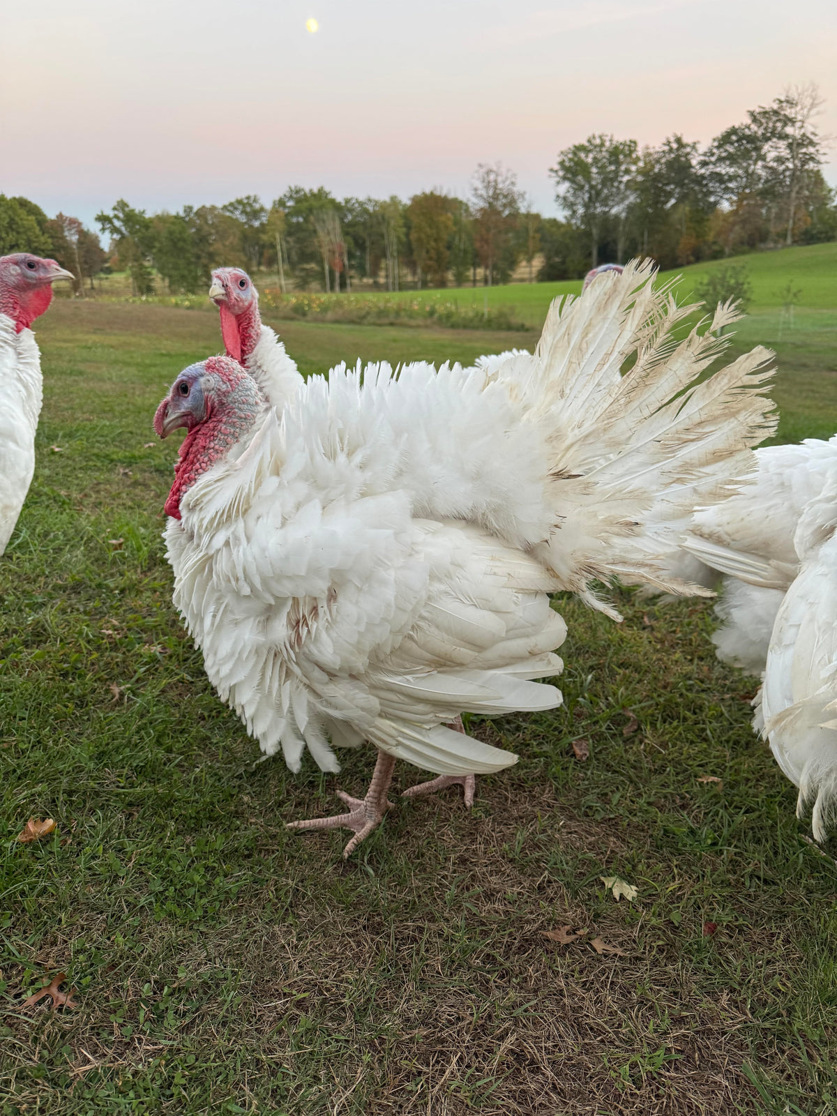 Thanksgiving Turkey Deposit & Reservation